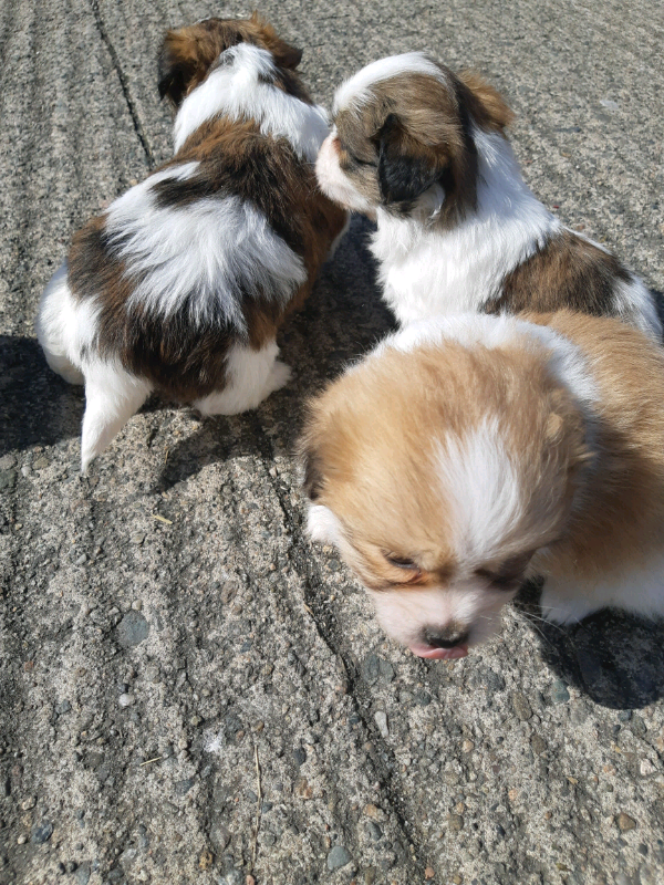 gumtree teddy bear puppies
